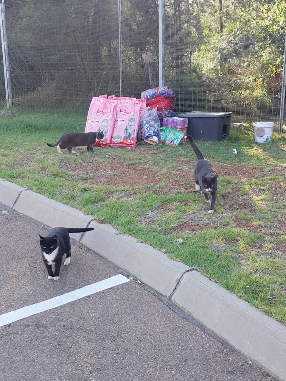 Ben Fleur Feral Cats 